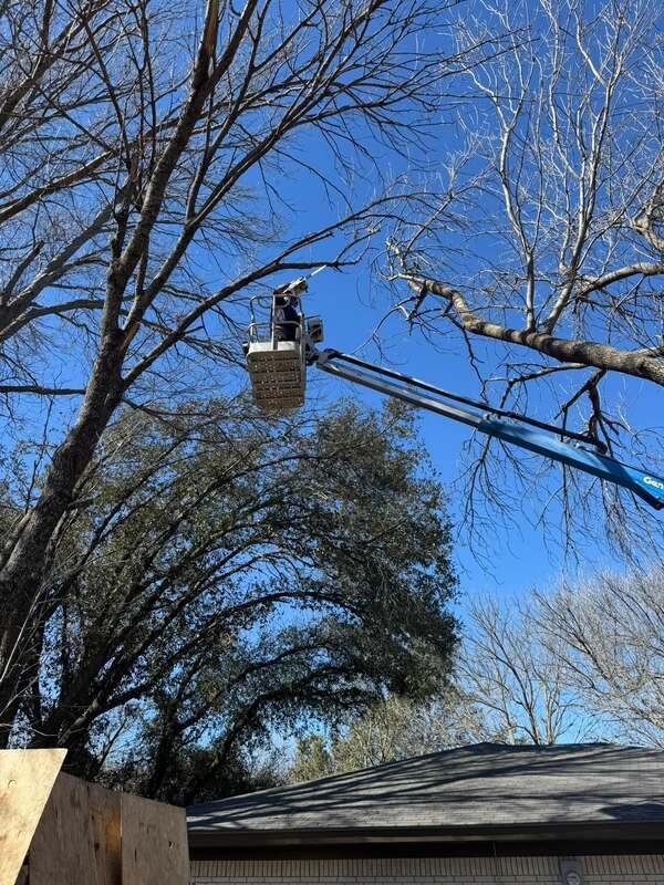 Bucket lift working dead limbs out of a large oak directly above a shingle roof