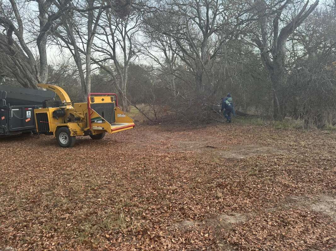 Worker dragging cut brush toward a yellow wood chipper and dump trailer on a cleared, leaf-covered lot among bare oaks