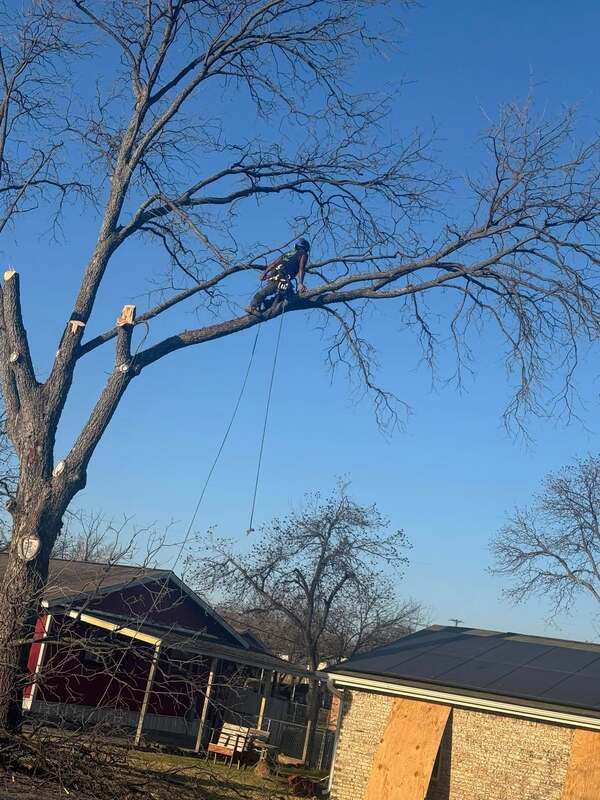Climber roped into a bare tree directly above a house with a solar-panel roof, taking down limbs section by section