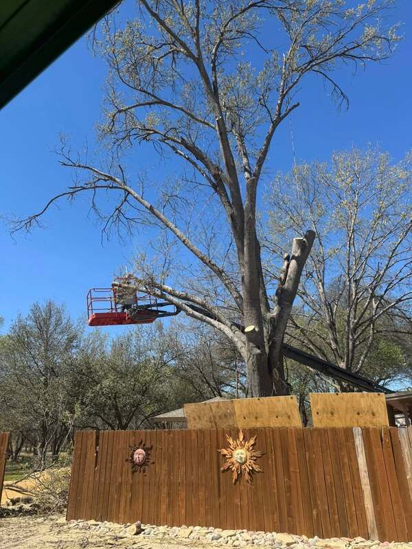 Worker in a red bucket lift reaching into a large tree being reduced, working above a wooden privacy fence under a clear blue sky